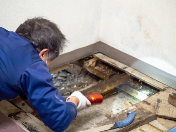 Best Best Mold Removal Companies  in Woodlawn Beach, FL