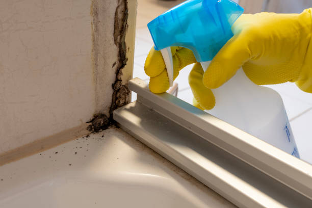 Best Same-Day Mold Removal  in Woodlawn Beach, FL