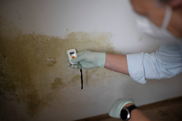 Best Mold Damage Repair  in Woodlawn Beach, FL