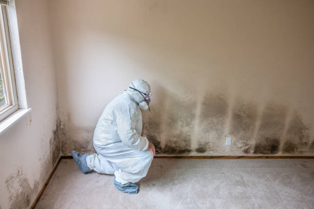 Best Toxic Mold Removal  in Woodlawn Beach, FL